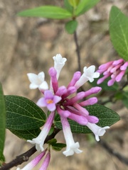 Wikstroemia monnula