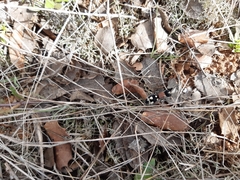 Ronisia barbarula