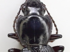 Pterostichus isabellae