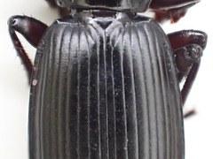 Pterostichus isabellae