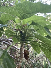 Delissea waianaeensis
