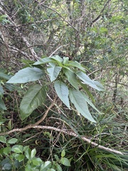 Delissea waianaeensis