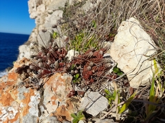 Petrosedum ochroleucum