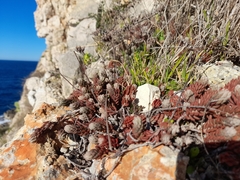 Petrosedum ochroleucum
