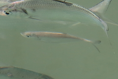 Scomberoides