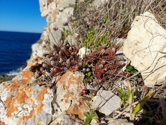 Petrosedum ochroleucum