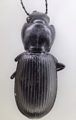 Pterostichus isabellae