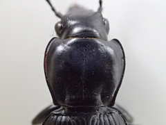 Pterostichus isabellae