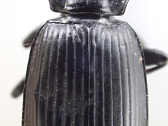 Pterostichus isabellae