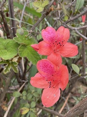 Rhododendron simsii