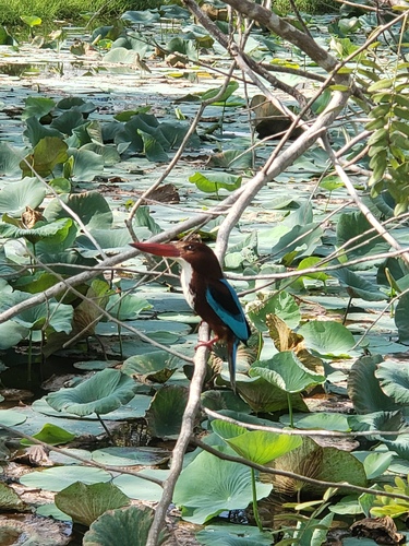 White-throated Kingfisher (Halcyon smyrnensis), photo 9