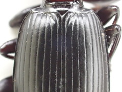 Pterostichus isabellae