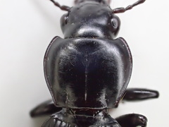 Pterostichus isabellae