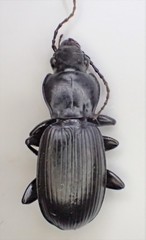 Pterostichus isabellae