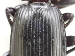 Pterostichus isabellae