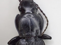 Pterostichus isabellae