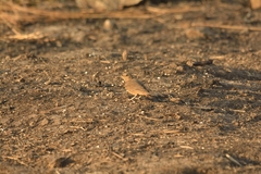 Ammomanes phoenicura