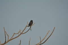 Dicrurus macrocercus