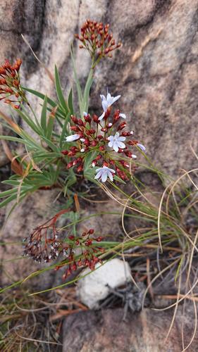 Nivenia parviflora