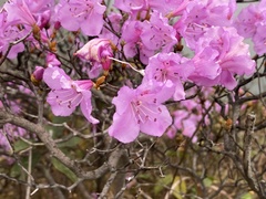 Rhododendron farrerae