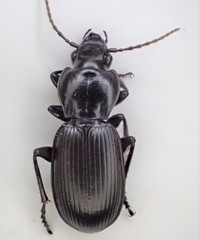 Pterostichus isabellae