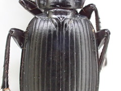 Pterostichus isabellae