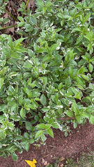 Duranta erecta