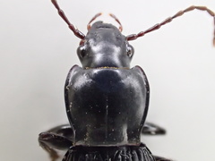 Pterostichus illustris