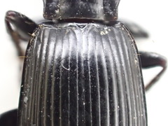 Pterostichus illustris