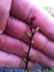 Myrica gale tomentosa