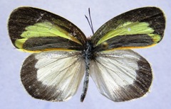 Eurema daira eugenia