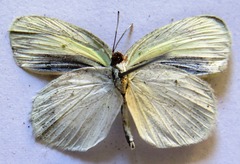 Eurema daira eugenia