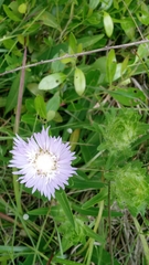Stokesia laevis