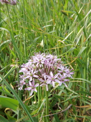 Allium tel-avivense