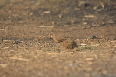 Ammomanes phoenicura