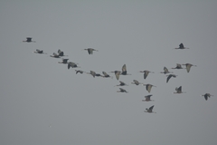 Plegadis falcinellus