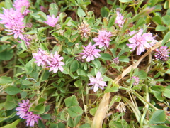 Trifolium resupinatum