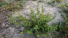 Rorippa cantoniensis