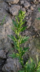 Rorippa cantoniensis