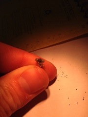 Amblyopappus pusillus