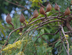 Hakea persiehana