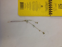 Amblyopappus pusillus