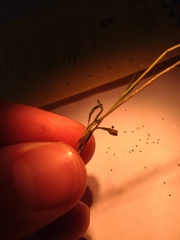 Amblyopappus pusillus