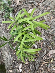 Podocarpus nakaii
