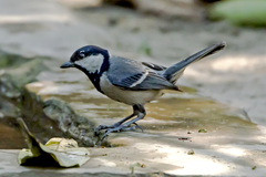 Parus cinereus