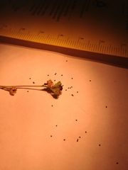 Amblyopappus pusillus