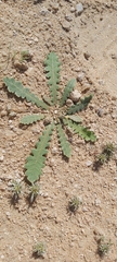 Launaea capitata