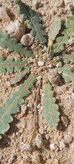 Launaea capitata