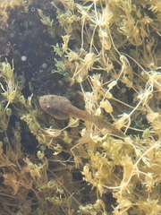 Lithobates chiricahuensis