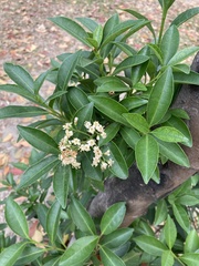 Viburnum odoratissimum